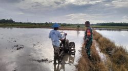 Lebih Dekat, Babinsa Saloloang Komsos Dengan Petani di Sawah
