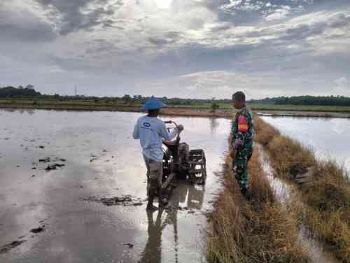 Lebih Dekat, Babinsa Saloloang Komsos Dengan Petani di Sawah Lebih Dekat, Babinsa Saloloang Komsos Dengan Petani di Sawah