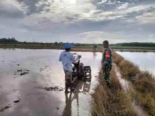 Lebih Dekat, Babinsa Saloloang Komsos Dengan Petani di Sawah