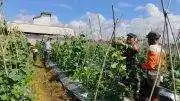 Dukung Hanpangan ,Babinsa Sidorejo Jalin Komsos dan Pastikan Tanaman Melon Tumbuh Optimal
