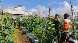 Dukung Hanpangan ,Babinsa Sidorejo Jalin Komsos dan Pastikan Tanaman Melon Tumbuh Optimal