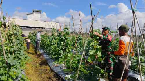 Dukung Hanpangan ,Babinsa Sidorejo Jalin Komsos dan Pastikan Tanaman Melon Tumbuh Optimal Dukung Hanpangan ,Babinsa Sidorejo Jalin Komsos dan Pastikan Tanaman Melon Tumbuh Optimal