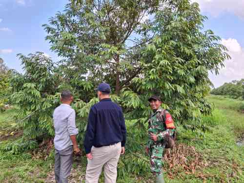 Babinsa Koramil 0908-03/Anggana Perkuat Ketahanan Pangan Melalui Komsos Bersama Petani Durian Babinsa Koramil 0908-03/Anggana Perkuat Ketahanan Pangan Melalui Komsos Bersama Petani Durian