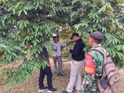 Babinsa Koramil 0908-03/Anggana Perkuat Ketahanan Pangan Melalui Komsos Bersama Petani Durian