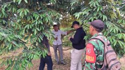 Babinsa Koramil 0908-03/Anggana Perkuat Ketahanan Pangan Melalui Komsos Bersama Petani Durian