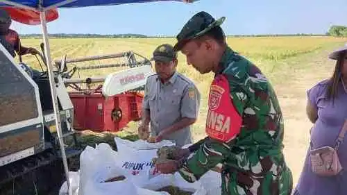 Bantu Panen Padi Warga, Babinsa Babulu Darat Sampaikan Akan Selalu Dampingi Program Ketahanan Pangan