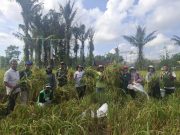 Babinsa Turun ke Sawah, Wujud Nyata TNI Dukung Ketahanan Pangan Nasional