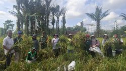 Babinsa Turun ke Sawah, Wujud Nyata TNI Dukung Ketahanan Pangan Nasional Babinsa Turun ke Sawah, Wujud Nyata TNI Dukung Ketahanan Pangan Nasional