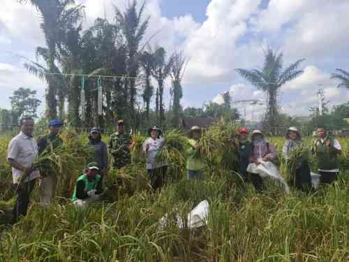 Babinsa Turun ke Sawah, Wujud Nyata TNI Dukung Ketahanan Pangan Nasional Babinsa Turun ke Sawah, Wujud Nyata TNI Dukung Ketahanan Pangan Nasional
