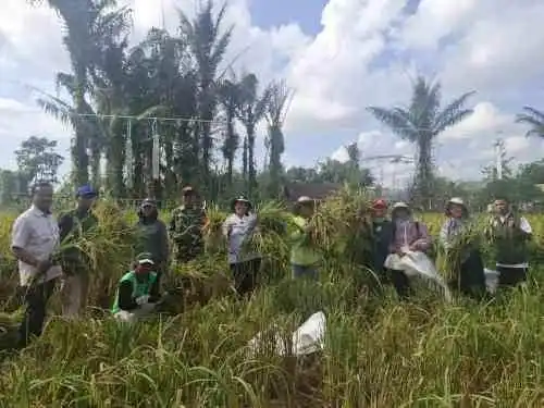 Babinsa Turun ke Sawah, Wujud Nyata TNI Dukung Ketahanan Pangan Nasional