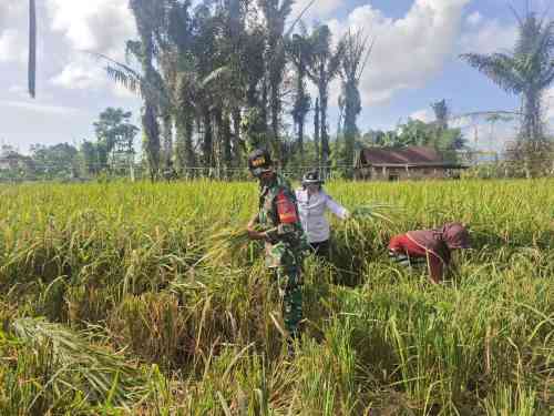 Babinsa Turun ke Sawah, Wujud Nyata TNI Dukung Ketahanan Pangan Nasional Babinsa Turun ke Sawah, Wujud Nyata TNI Dukung Ketahanan Pangan Nasional