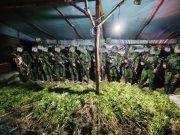 Langkah Tegas Demi Masa Depan Papua: 5.000 Batang Ganja Berhasil Diungkap Koops TNI Habema