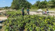 Babinsa Giripurwa Komsos Dengan Petani Alpukat, Ini Pesannya…..