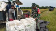 Perkuat Ketahanan Pangan, Babinsa Rawa Mulia Dampingi Panen Padi di Desa Binaan