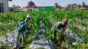 Merakyat, Babinsa Koramil Penajam Bersama Adik KKN Bersihkan Area Demplot Desa Sidorejo