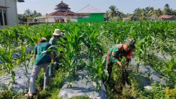 Merakyat, Babinsa Koramil Penajam Bersama Adik KKN Bersihkan Area Demplot Desa Sidorejo
