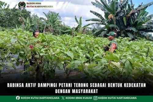Babinsa Aktif Dampingi Petani Terong Sebagai Bentuk Kedekatan Dengan Masyarakat