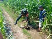 Sinergi TNI Dan Petani Babinsa Purwokerto Pastikan Pasokan Air Lahan Jagung Dusun Tumpuk Optimal