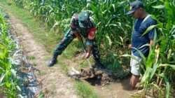 Sinergi TNI Dan Petani Babinsa Purwokerto Pastikan Pasokan Air Lahan Jagung Dusun Tumpuk Optimal
