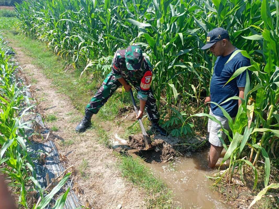 Sinergi TNI Dan Petani Babinsa Purwokerto Pastikan Pasokan Air Lahan Jagung Dusun Tumpuk Optimal