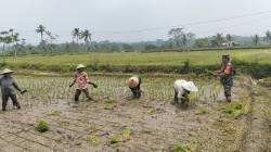 Dukung Ketahanan Pangan, Serka Abdul Salam Turun ke Sawah Bantu Petani Tanam Padi Di Ngadirenggo