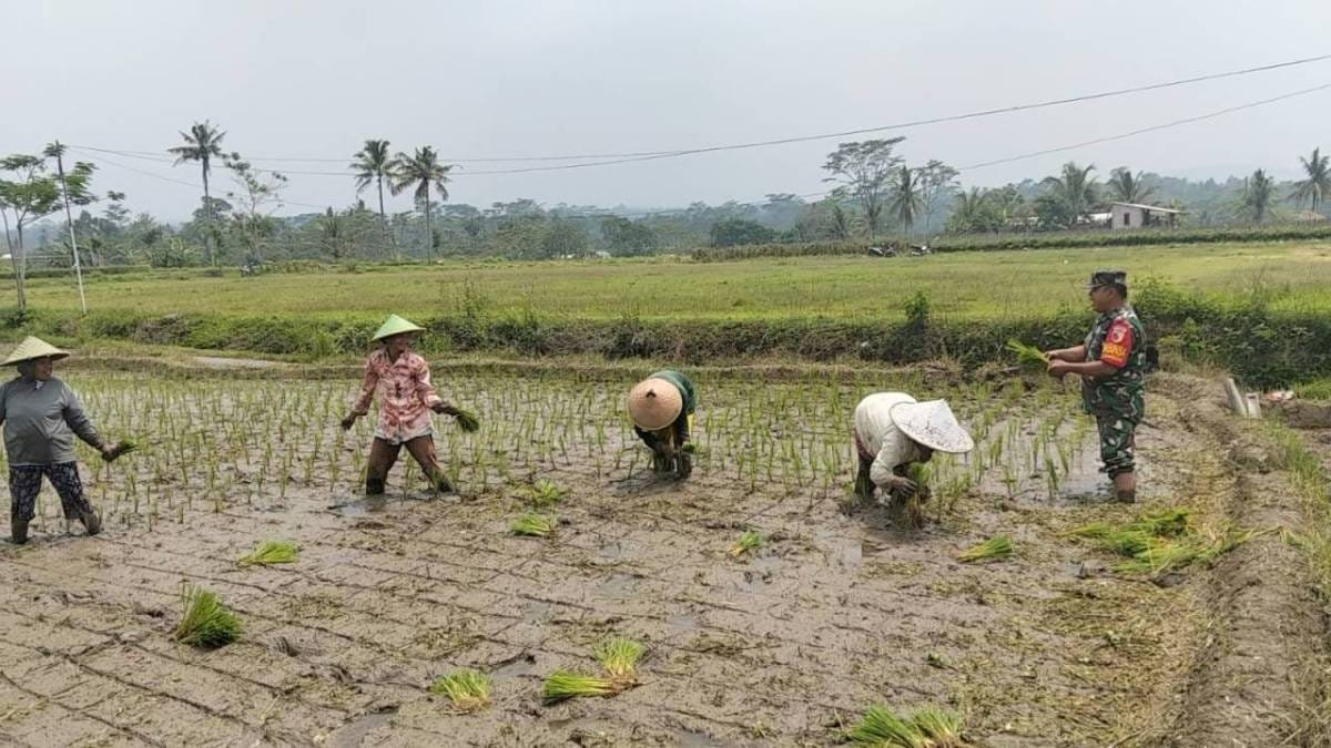 Dukung Ketahanan Pangan, Serka Abdul Salam Turun ke Sawah Bantu Petani Tanam Padi Di Ngadirenggo Dukung Ketahanan Pangan, Serka Abdul Salam Turun ke Sawah Bantu Petani Tanam Padi Di Ngadirenggo