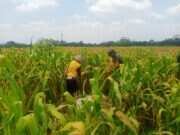 Wujud Nyata Dukungan Hanpangan, Babinsa Kanigoro Turun Ke Sawah Bantu Petani Panen Jagung