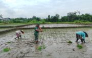 Dukung Ketahanan Pangan, Babinsa Koramil Doko Dampingi Petani Tanam Padi di Desa Plumbagan