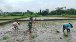 Dukung Ketahanan Pangan, Babinsa Koramil Doko Dampingi Petani Tanam Padi di Desa Plumbagan