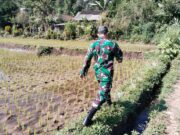 Koramil Tiris Laksanakan Pendampingan Dan Pengawasan Ketahanan Pangan