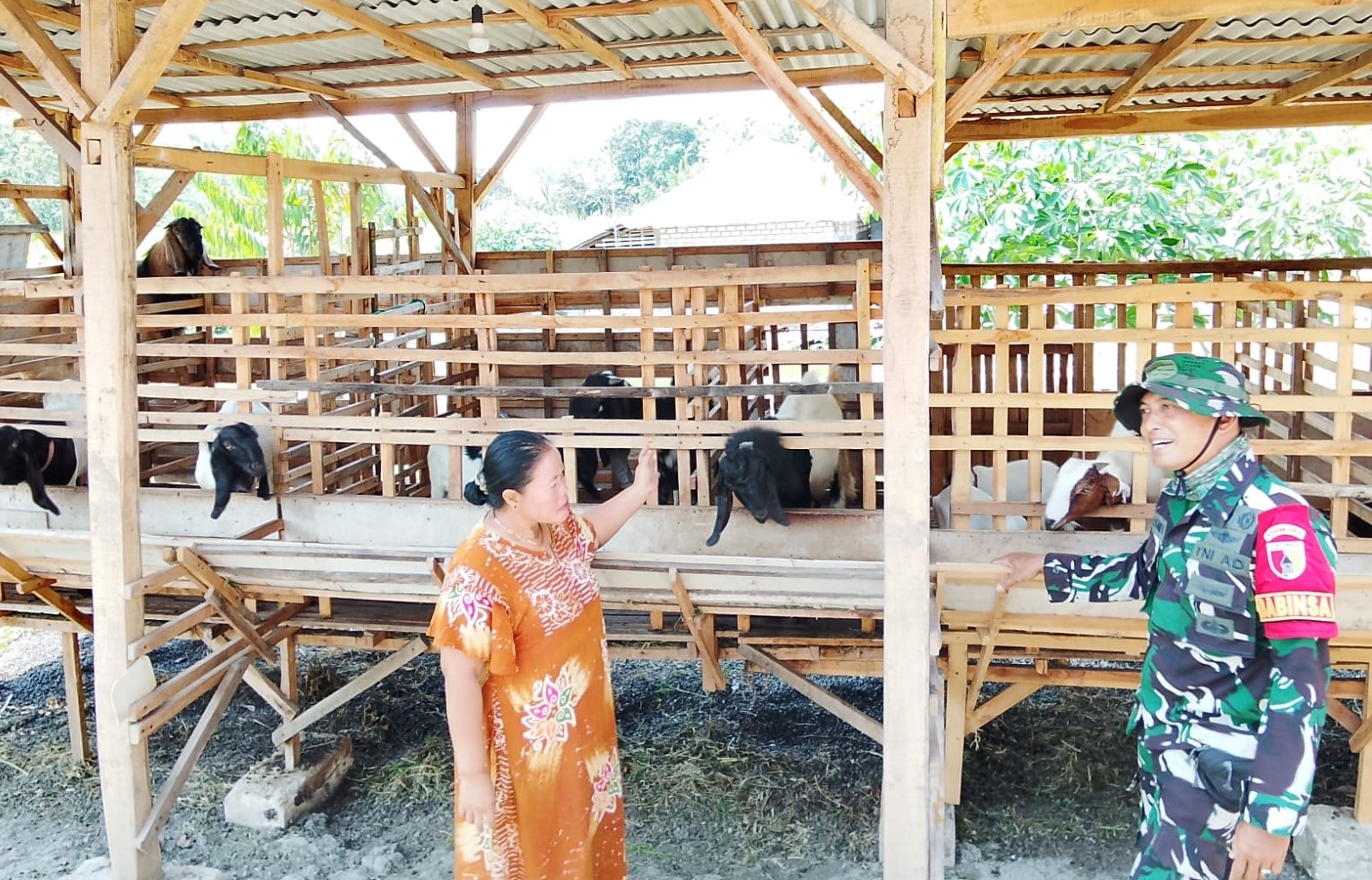 TMMD 129 Bojonegoro: Babinsa Kesongo 'Sentuh Hati' Peternak Kambing TMMD 129 Bojonegoro: Babinsa Kesongo 'Sentuh Hati' Peternak Kambing