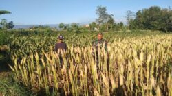 Koramil Wonomerto Dampingi Petani Jagung, Perkuat Program Ketahanan Pangan Nasional Koramil Wonomerto Dampingi Petani Jagung, Perkuat Program Ketahanan Pangan Nasional