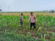 Bhabinkamtibmas Jrebeng Kidul Turun ke Sawah, Kawal Program Ketahanan Pangan