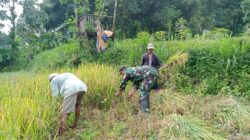 Koramil Tiris Dampingi Panen Padi Warga, Perkuat Dukungan TNI terhadap Ketahanan Pangan Koramil Tiris Dampingi Panen Padi Warga, Perkuat Dukungan TNI terhadap Ketahanan Pangan