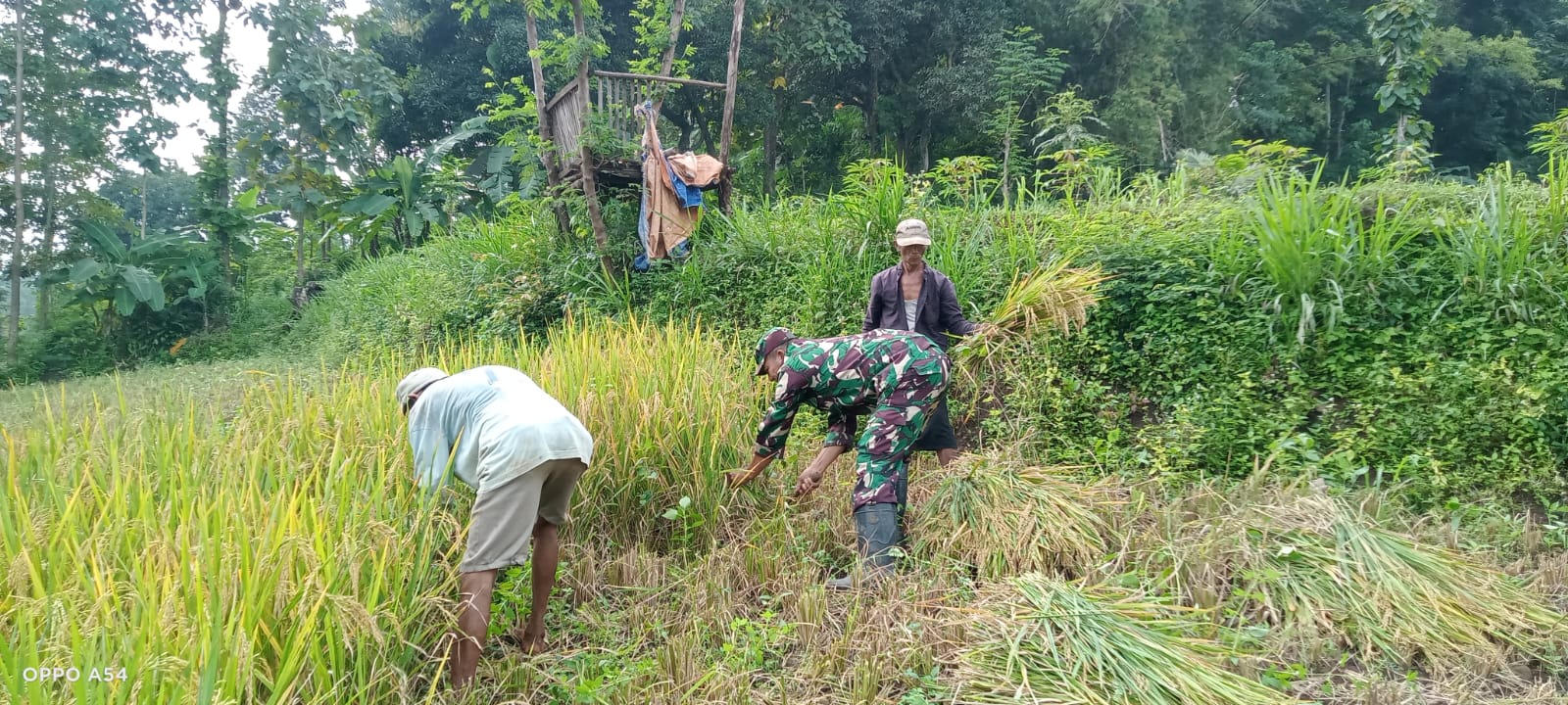 Koramil Tiris Dampingi Panen Padi Warga, Perkuat Dukungan TNI terhadap Ketahanan Pangan