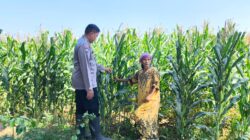 Polisi Sambangi Petani di Jrebeng Wetan, Dukung Program Ketahanan Pangan Polisi Sambangi Petani di Jrebeng Wetan, Dukung Program Ketahanan Pangan