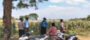 Polsek Sumberasih Aktif Pantau Lahan Jagung Binaan