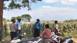 Polsek Sumberasih Aktif Pantau Lahan Jagung Binaan Polsek Sumberasih Aktif Pantau Lahan Jagung Binaan