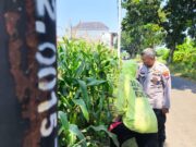 Tak Sekadar Jaga Kamtibmas, Polisi Ikut Kawal Lahan Jagung di Kedopok