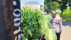 Tak Sekadar Jaga Kamtibmas, Polisi Ikut Kawal Lahan Jagung di Kedopok