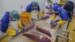 Meningkatkan Kualitas Pengolahan Ikan Tuna di Indonesia Meningkatkan Kualitas Pengolahan Ikan Tuna di Indonesia