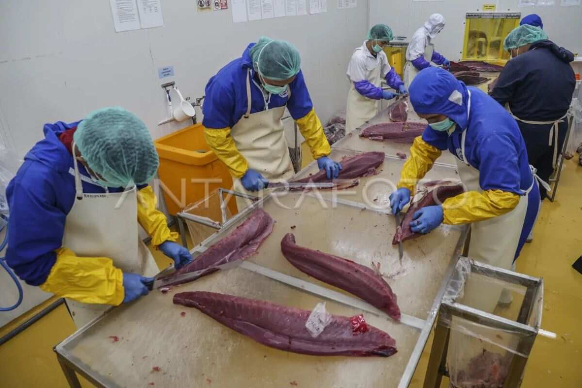 Meningkatkan Kualitas Pengolahan Ikan Tuna di Indonesia Meningkatkan Kualitas Pengolahan Ikan Tuna di Indonesia