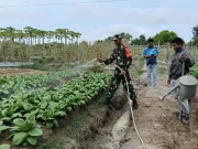 Wujudkan Hanpangan, Babinsa Gampang Aktip Terus Olah Lahan Demplot Kodim 0913/PPU