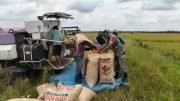 Wujudkan Hanpangan, Babinsa Rawa Mulia Bantu Petani Panen Padi