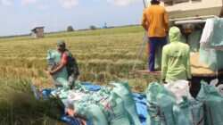 Dukung Hanpangan, Babinsa Babulu Darat Bantu Warga Panen Padi di Sawah