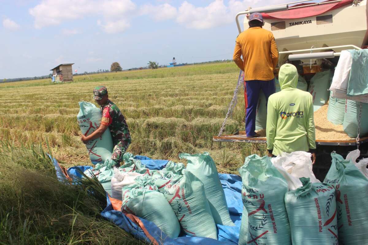 Dukung Hanpangan, Babinsa Babulu Darat Bantu Warga Panen Padi di Sawah Dukung Hanpangan, Babinsa Babulu Darat Bantu Warga Panen Padi di Sawah