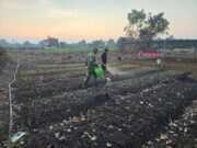 Wujudkan Ketahanan Pangan, Babinsa Desa Sidomulyo Bantu Warga Rawat Tanaman Kangkung