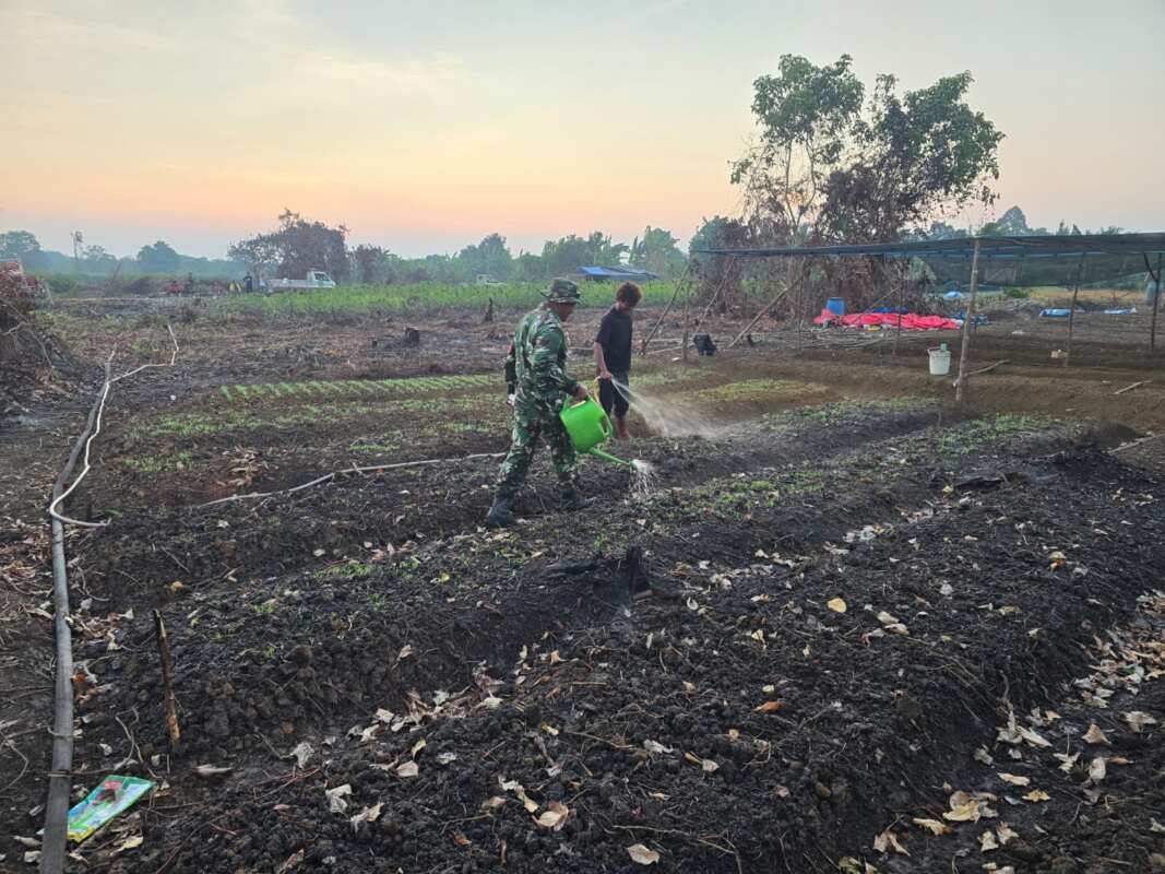 Wujudkan Ketahanan Pangan, Babinsa Desa Sidomulyo Bantu Warga Rawat Tanaman Kangkung