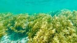 Mengungkap Manfaat Sehat Rumput Laut untuk Diet Mengungkap Manfaat Sehat Rumput Laut untuk Diet