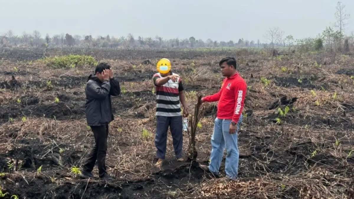 Kolaborasi dalam Penanganan Karhutla di Riau Penangkapan Pelaku Penanaman Sawit di Lahan Eks Karhutla